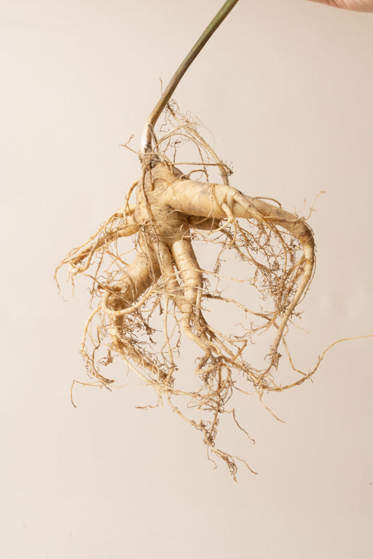 Can ancient herbs support modern life?