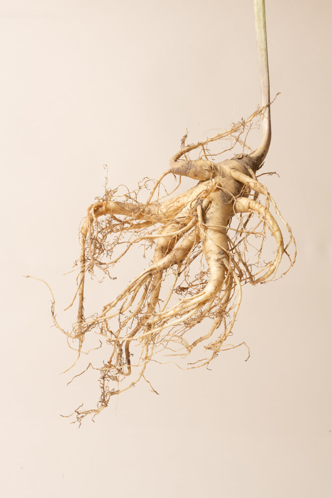 What is ginseng?