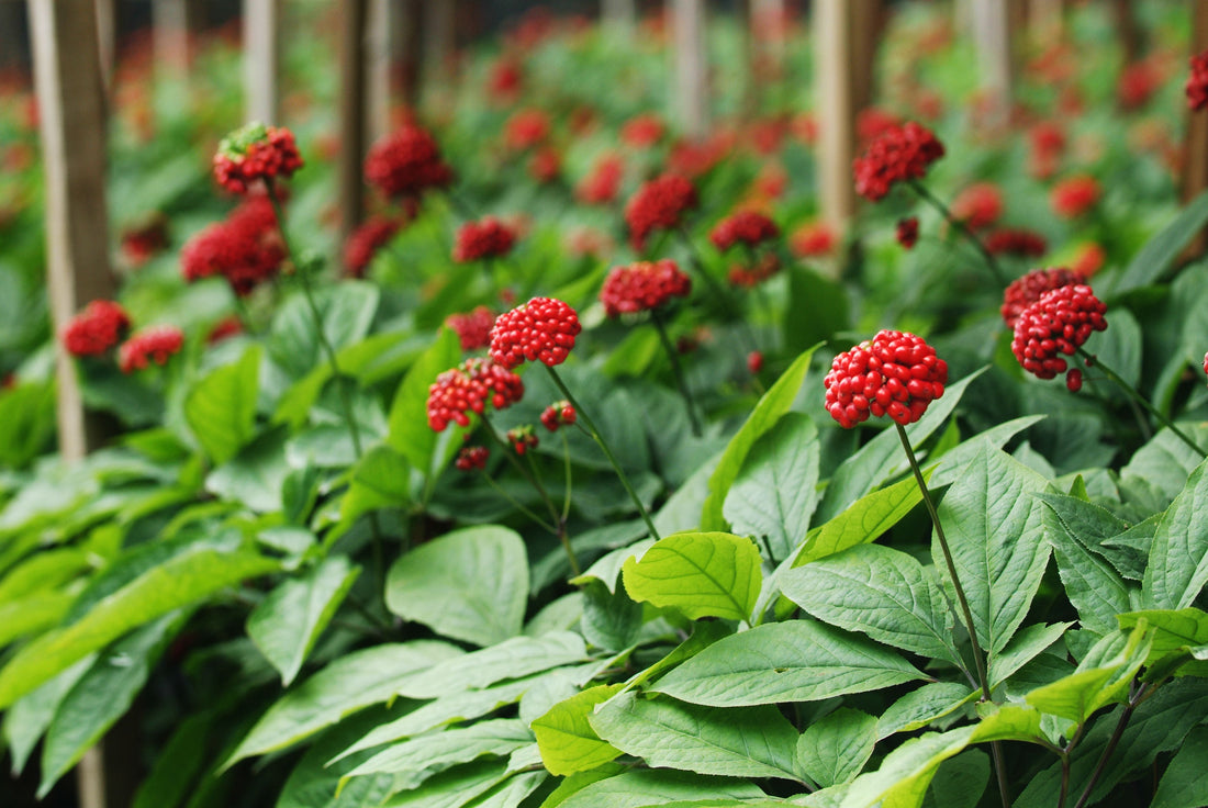Why do we source American Ginseng from Wisconsin?